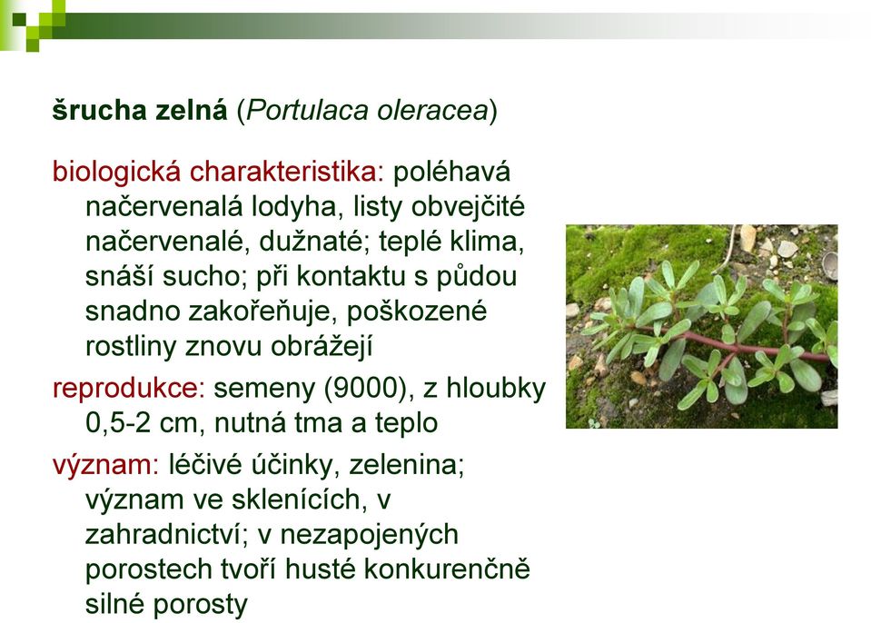 znovu obrážejí reprodukce: semeny (9000), z hloubky 0,5-2 cm, nutná tma a teplo význam: léčivé účinky,