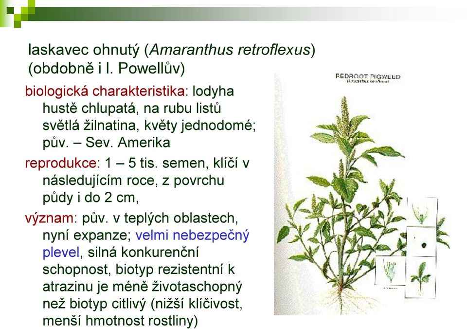 Amerika reprodukce: 1 5 tis. semen, klíčí v následujícím roce, z povrchu půdy i do 2 cm, význam: pův.