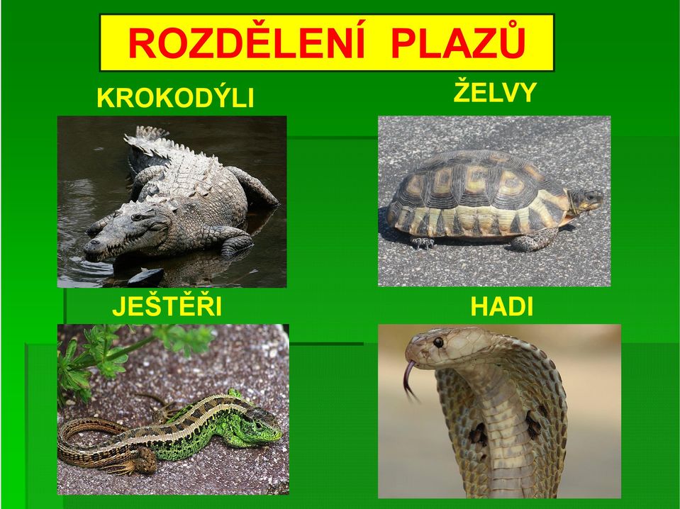 KROKODÝLI