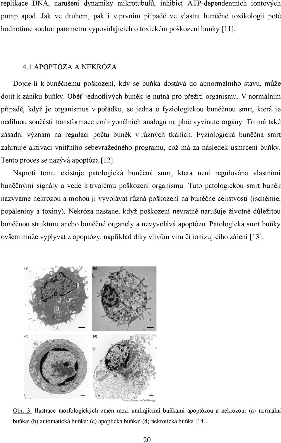 1 APOPTÓZA A NEKRÓZA Dojde-li k buněčnému poškození, kdy se buňka dostává do abnormálního stavu, může dojít k zániku buňky. Oběť jednotlivých buněk je nutná pro přežití organismu.