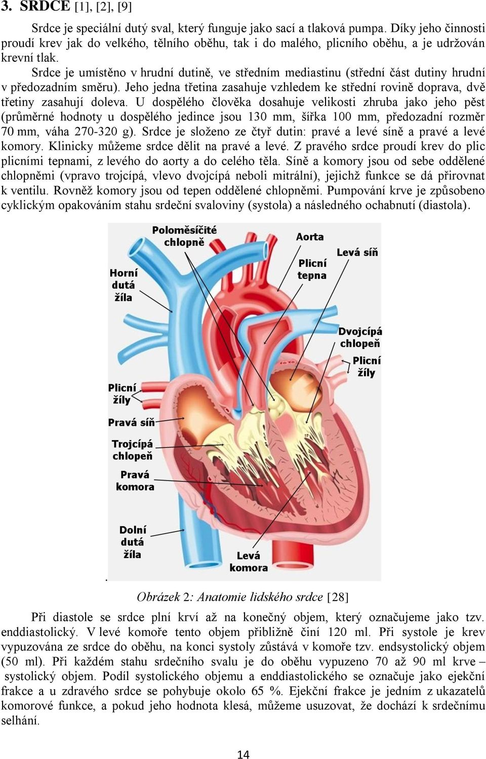 Srdce je umístěno v hrudní dutině, ve středním mediastinu (střední část dutiny hrudní v předozadním směru). Jeho jedna třetina zasahuje vzhledem ke střední rovině doprava, dvě třetiny zasahují doleva.