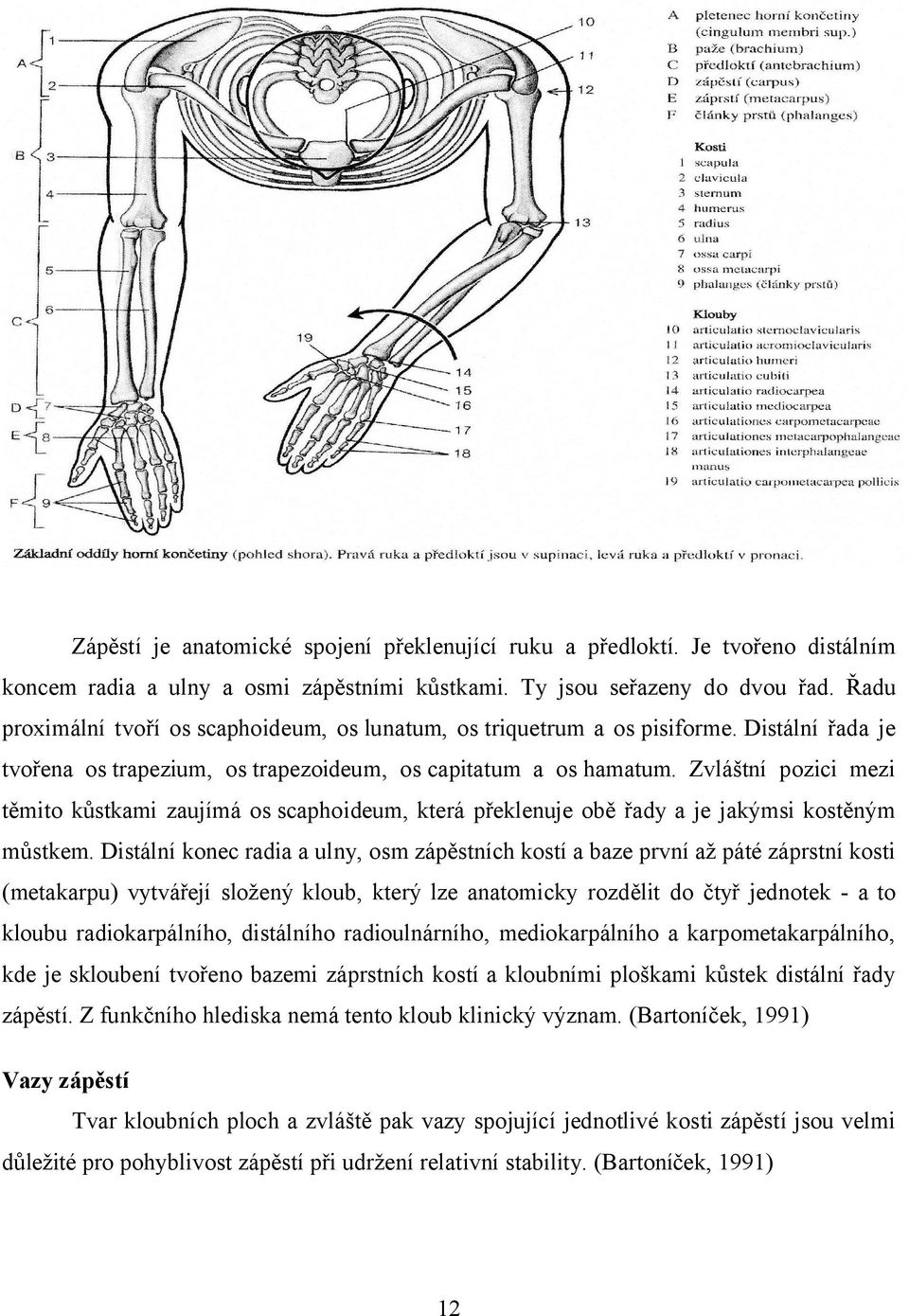 Zvláštní pozici mezi těmito kůstkami zaujímá os scaphoideum, která překlenuje obě řady a je jakýmsi kostěným můstkem.