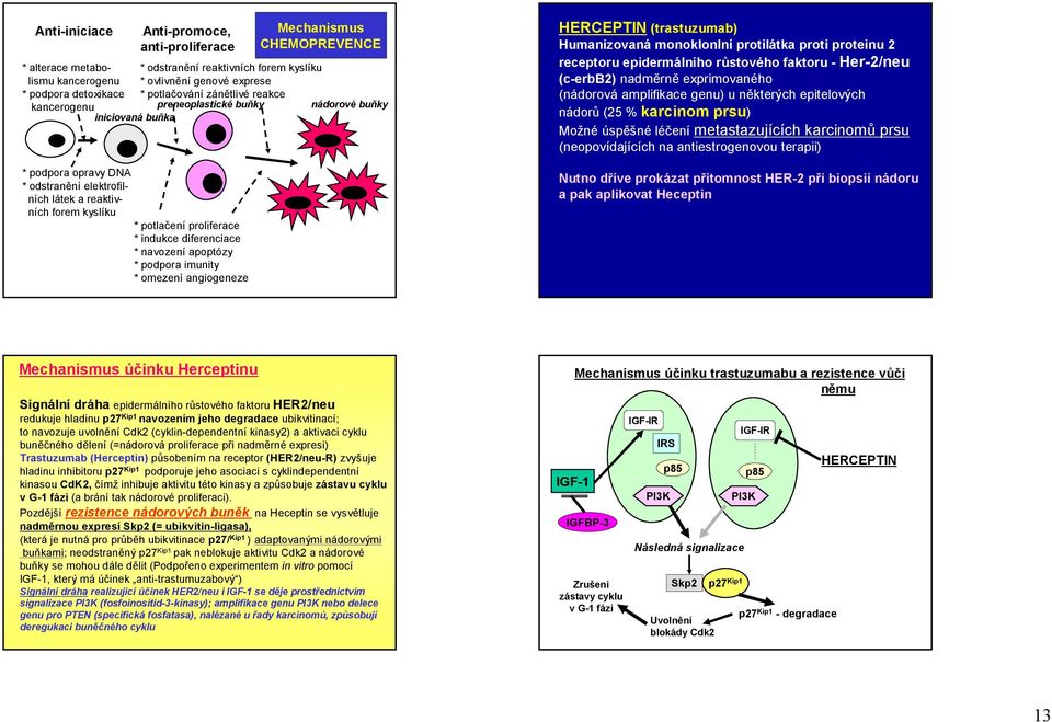 * navození apoptózy * podpora imunity * omezení angiogeneze Mechanismus HEMOREVENE HEREIN (trastuzumab) Humanizovaná monoklonlní protilátka proti proteinu 2 receptoru epidermálního růstového faktoru