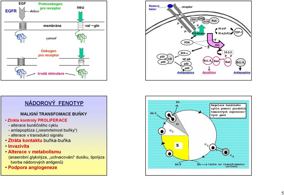 RNSFOME BUŇKY Ztráta kontroly ROLIFERE -alterace buněčného cyklu -antiapoptóza ( nesmrtelnost buňky ) -alterace v transdukci signálu Ztráta