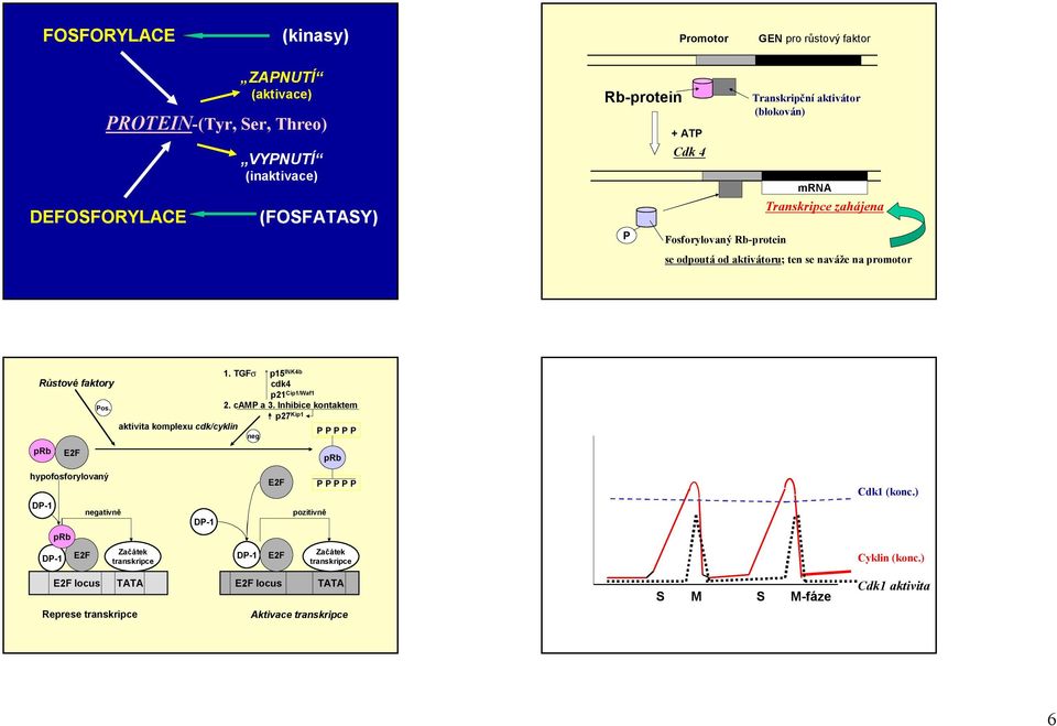 os. 1. Fs p15 INK4b cdk4 p21 ip1/waf1 2. cma 3.