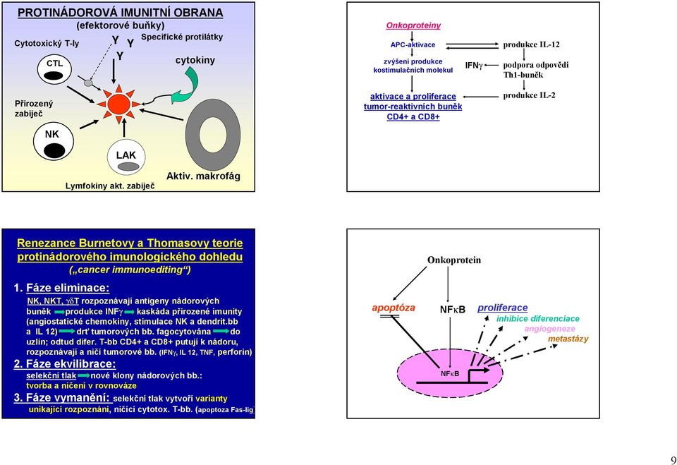 makrofág Renezance Burnetovy a homasovy teorie protinádorového imunologického dohledu ( cancer immunoediting ) 1.