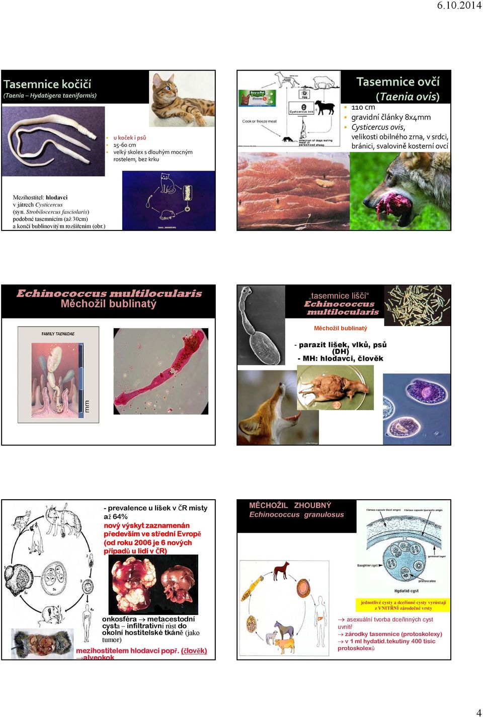 ) Echinococcus multilocularis Měchožil bublinatý tasemnice liščí Echinococcus multilocularis Měchožil bublinatý - parazit lišek, vlků, psů (DH) - MH: hlodavci, člověk Dospělé stádium E.