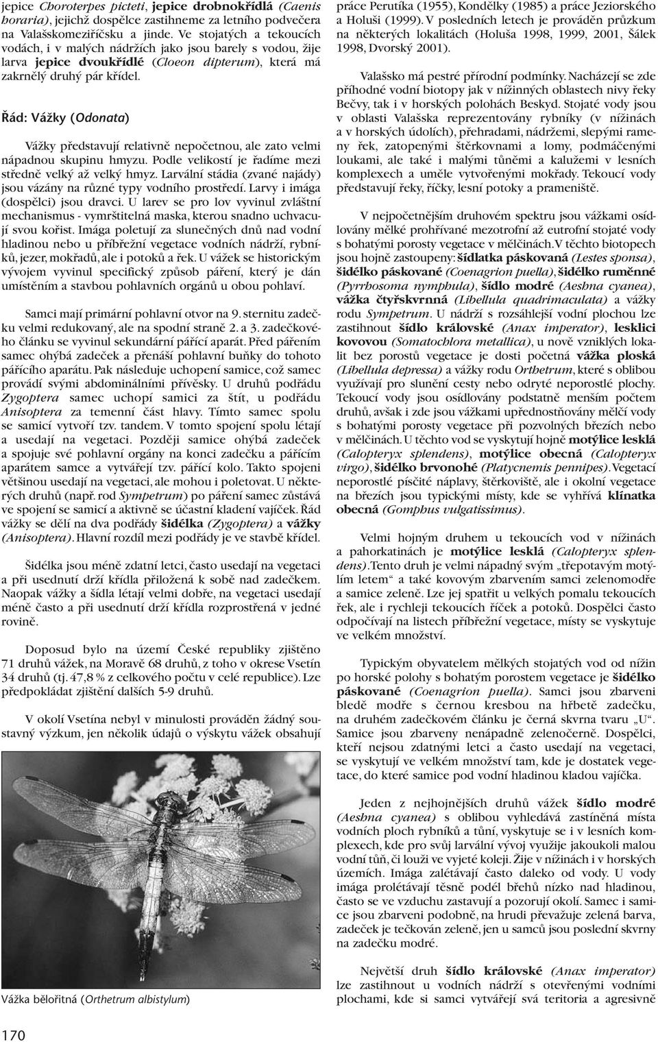 ád: VáÏky (Odonata) VáÏky pfiedstavují relativnû nepoãetnou, ale zato velmi nápadnou skupinu hmyzu. Podle velikostí je fiadíme mezi stfiednû velk aï velk hmyz.