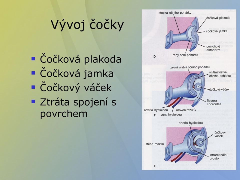 jamka Čočkový váček