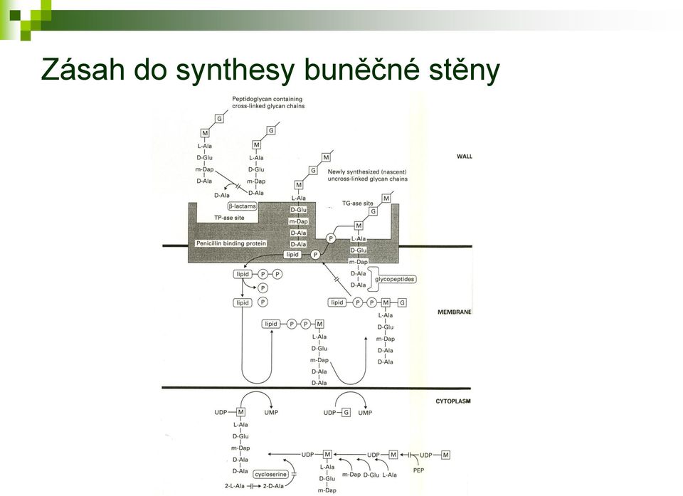 buněčné