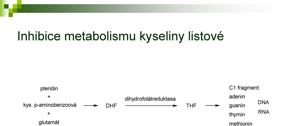 p-aminobenzoová + glutamát DHF