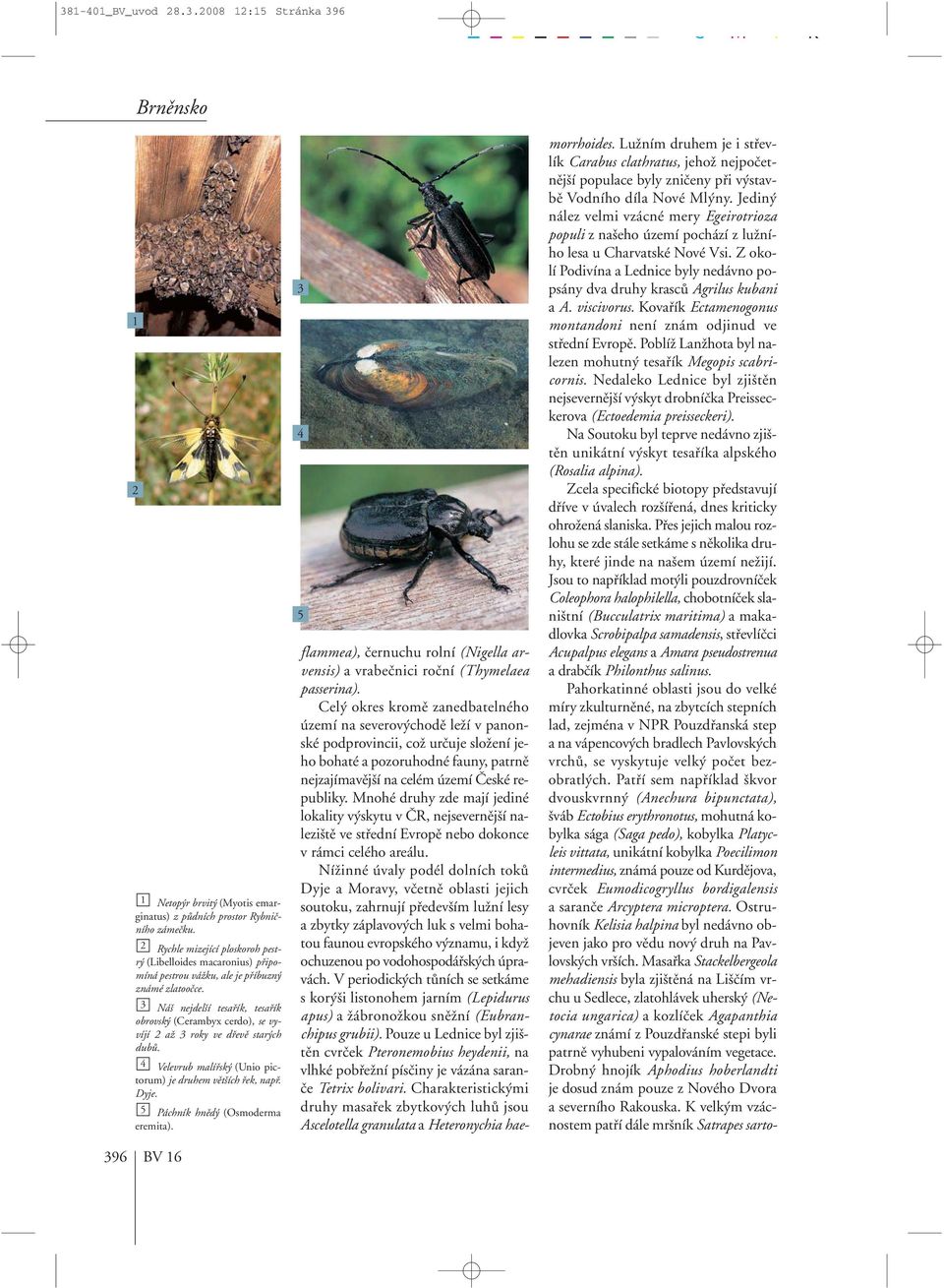 3 Ná nejdel í tesafiík, tesafiík obrovsk (Cerambyx cerdo), se vyvíjí 2 aï 3 roky ve dfievû star ch dubû. 4 Velevrub malífisk (Unio pictorum) je druhem vût ích fiek, napfi. Dyje.