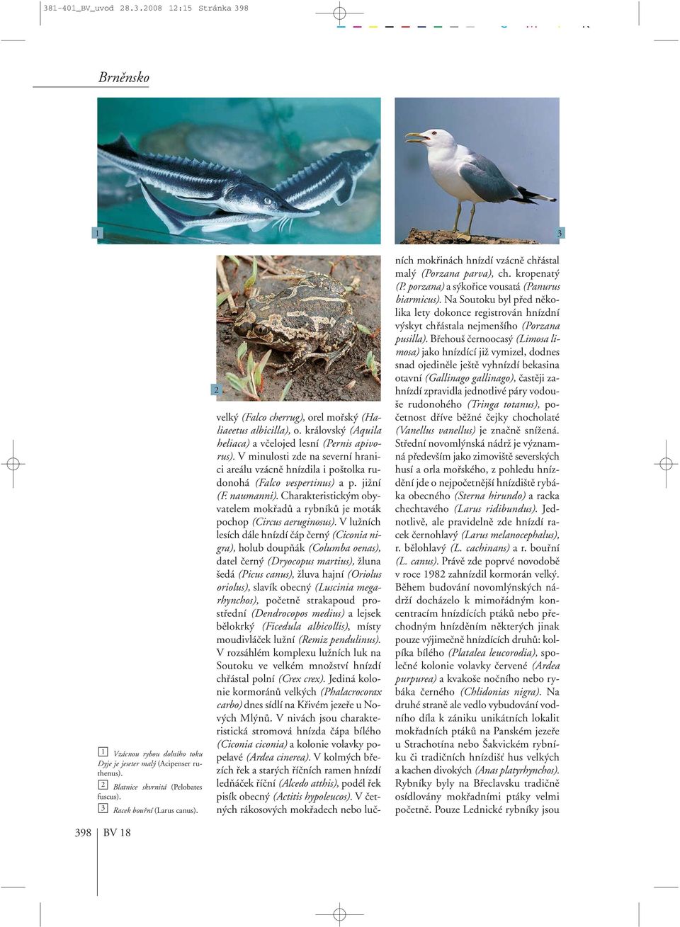 V minulosti zde na severní hranici areálu vzácnû hnízdila i po tolka rudonohá (Falco vespertinus) ap. jiïní (F. naumanni).