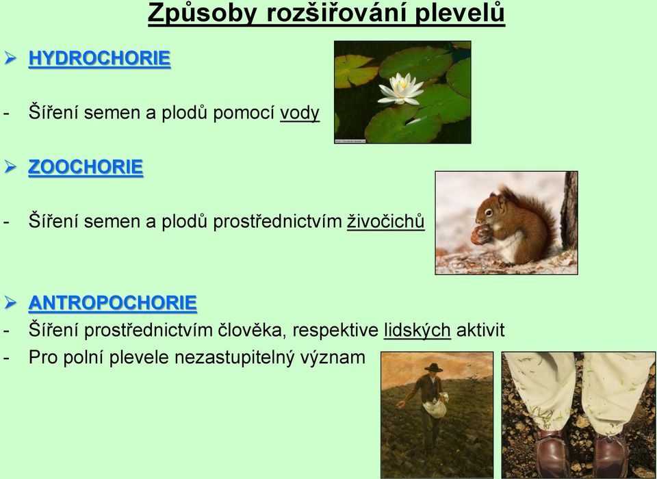 živočichů ANTROPOCHORIE - Šíření prostřednictvím člověka,