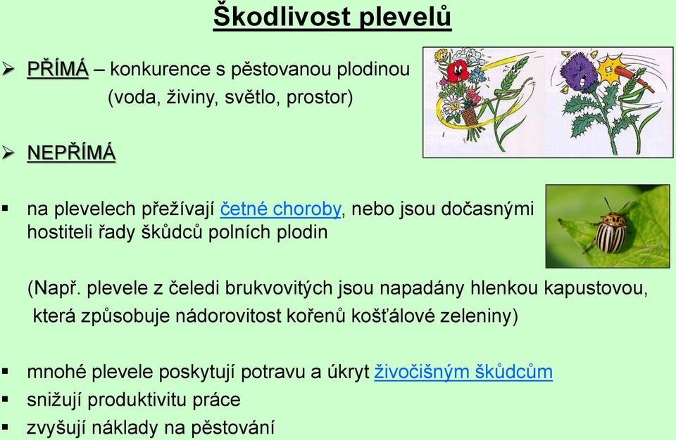 plevele z čeledi brukvovitých jsou napadány hlenkou kapustovou, která způsobuje nádorovitost kořenů