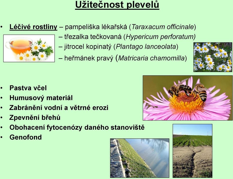 lanceolata) heřmánek pravý (Matricaria chamomilla) Pastva včel Humusový materiál