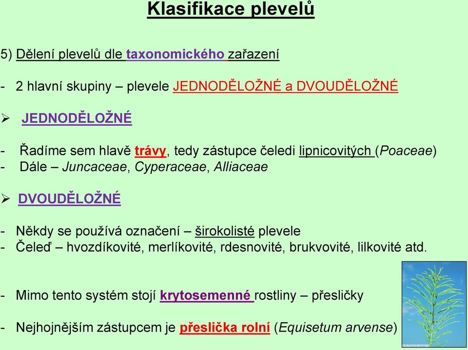 DVOUDĚLOŽNÉ - Někdy se používá označení širokolisté plevele - Čeleď hvozdíkovité, merlíkovité, rdesnovité, brukvovité,