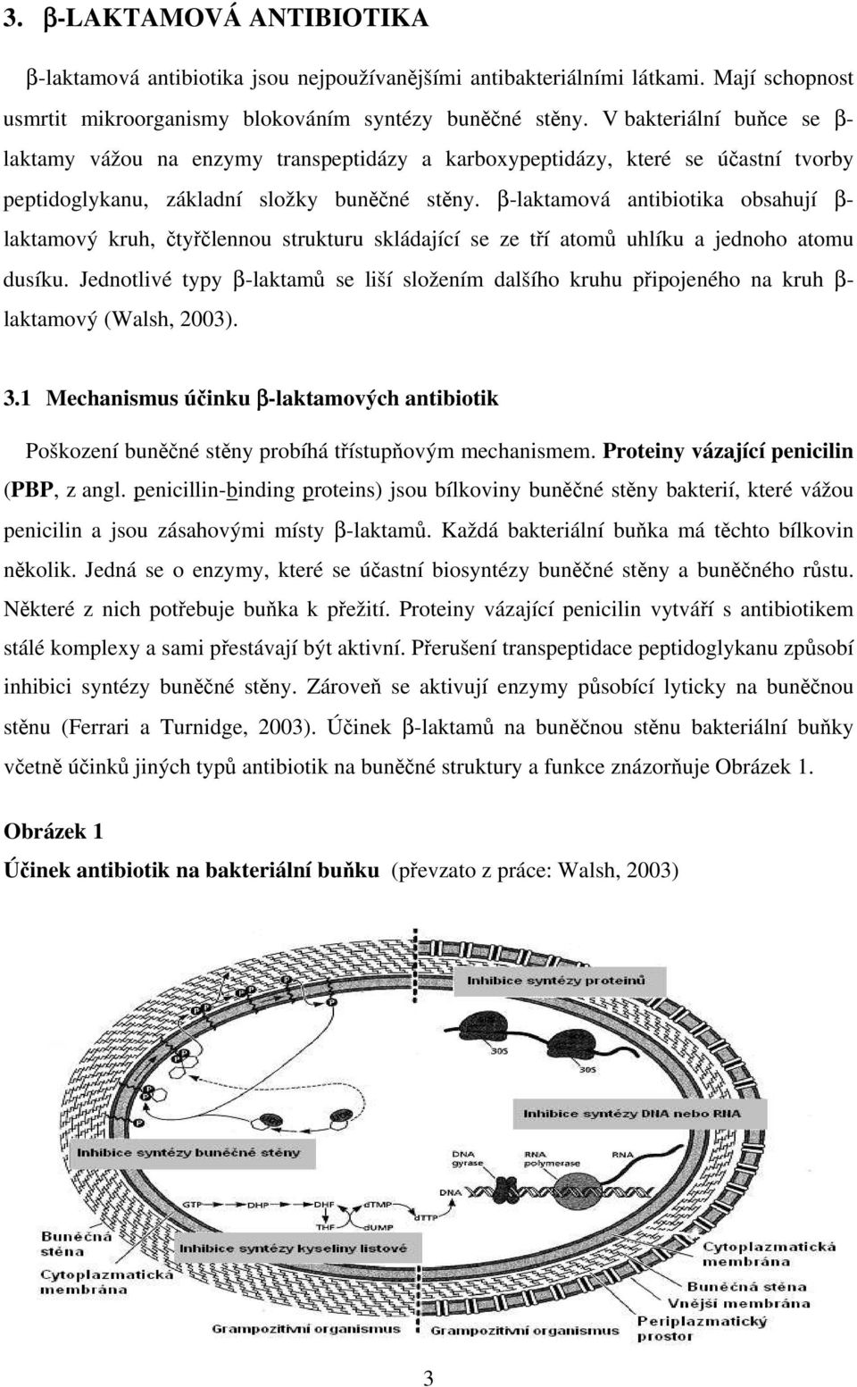 β-laktamová antibiotika obsahují β- laktamový kruh, čtyřčlennou strukturu skládající se ze tří atomů uhlíku a jednoho atomu dusíku.