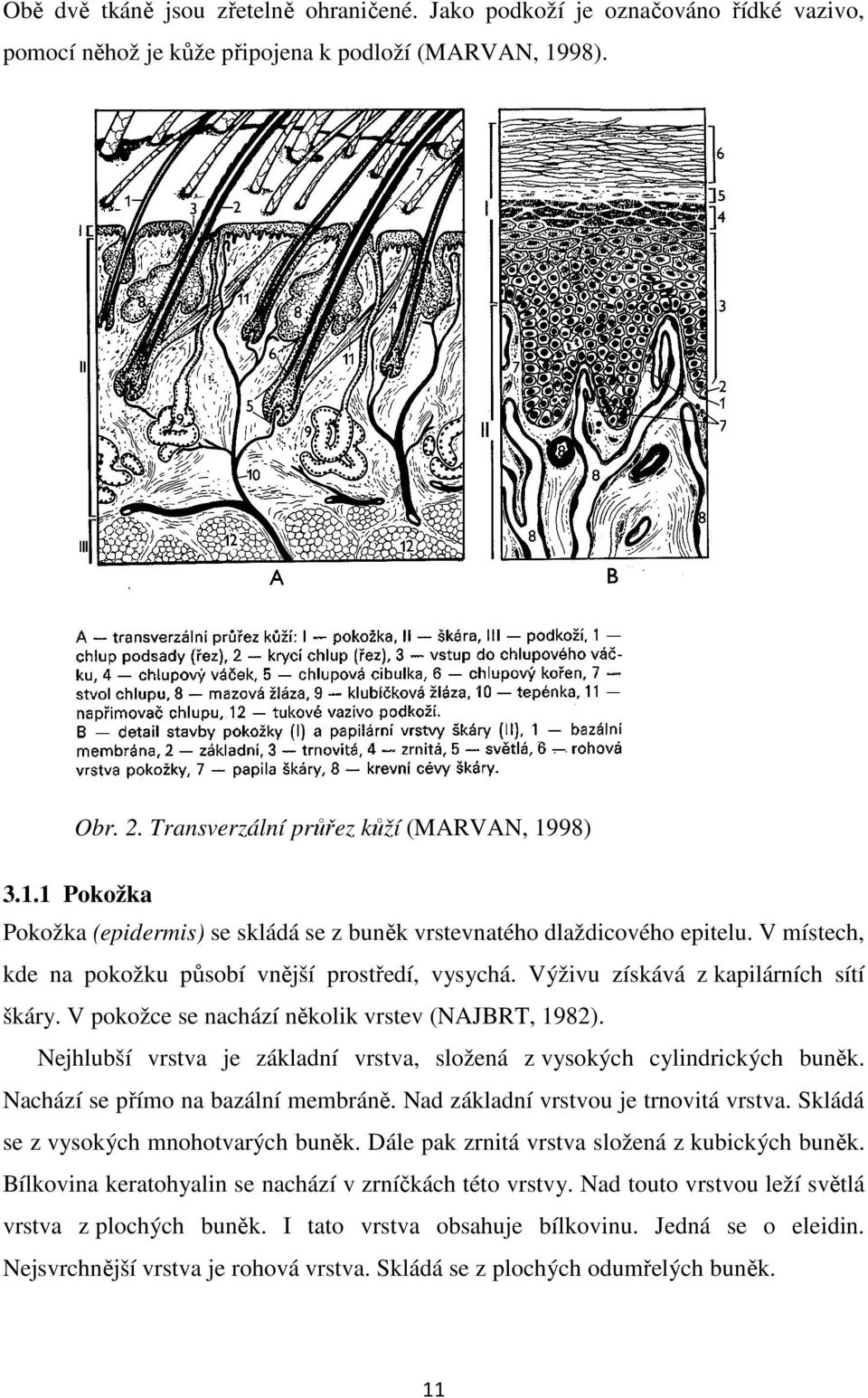 V místech, kde na pokožku působí vnější prostředí, vysychá. Výživu získává z kapilárních sítí škáry. V pokožce se nachází několik vrstev (NAJBRT, 1982).