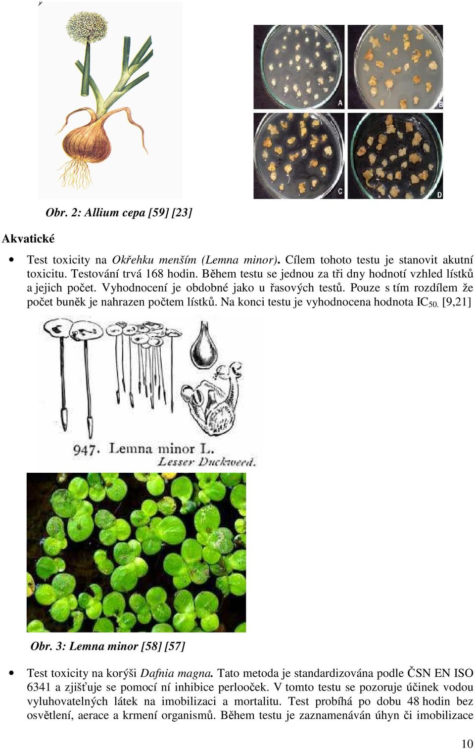 Na konci testu je vyhodnocena hodnota IC 50. [9,21] Obr. 3: Lemna minor [58] [57] Test toxicity na korýši Dafnia magna.