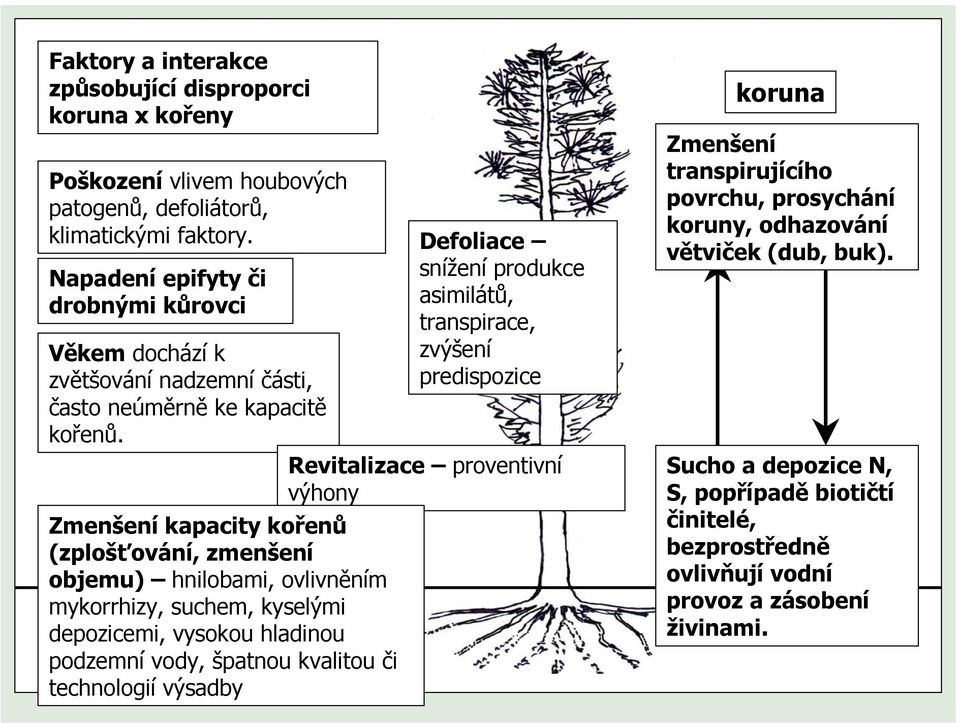 snížení produkce asimilátů, transpirace, zvýšení predispozice Revitalizace proventivní výhony Zmenšení kapacity kořenů (zplošťování, zmenšení objemu) hnilobami, ovlivněním mykorrhizy,