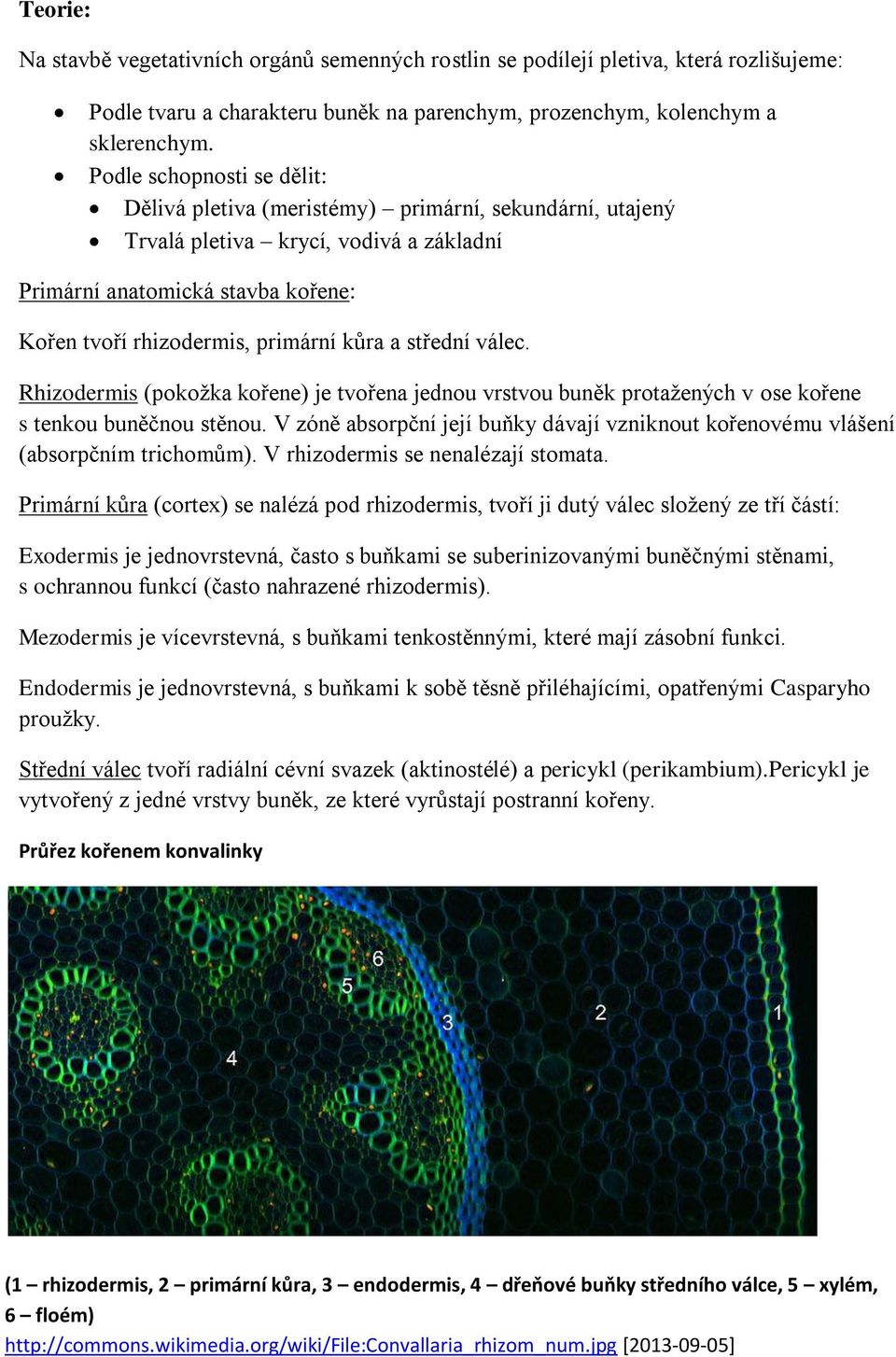 střední válec. Rhizodermis (pokožka kořene) je tvořena jednou vrstvou buněk protažených v ose kořene s tenkou buněčnou stěnou.