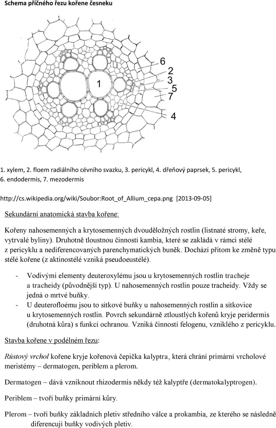 Druhotně tloustnou činností kambia, které se zakládá v rámci stélé z pericyklu a nediferencovaných parenchymatických buněk.