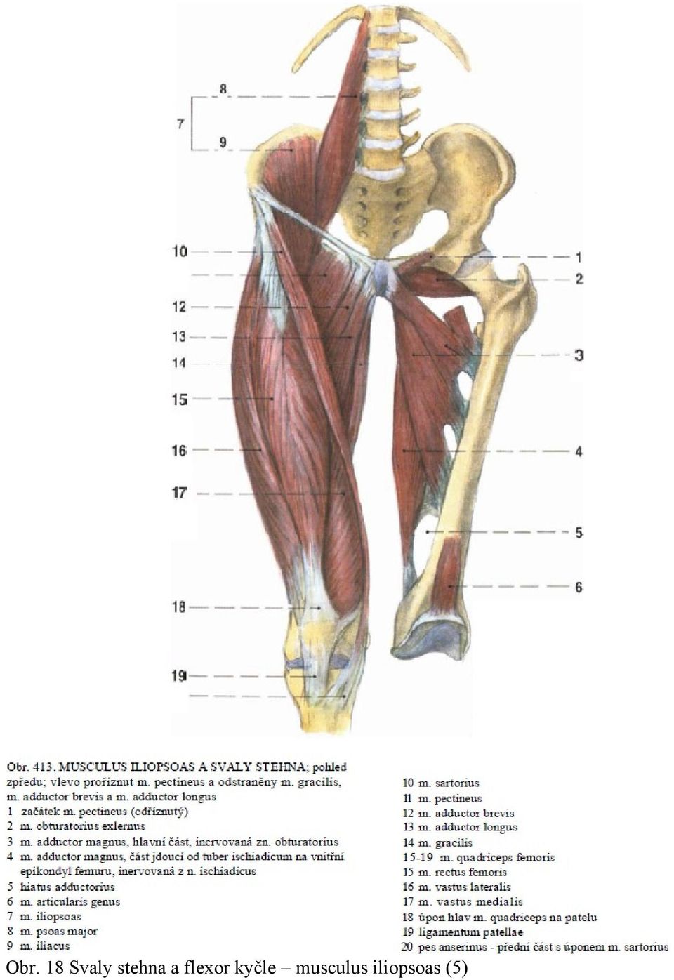 flexor kyčle