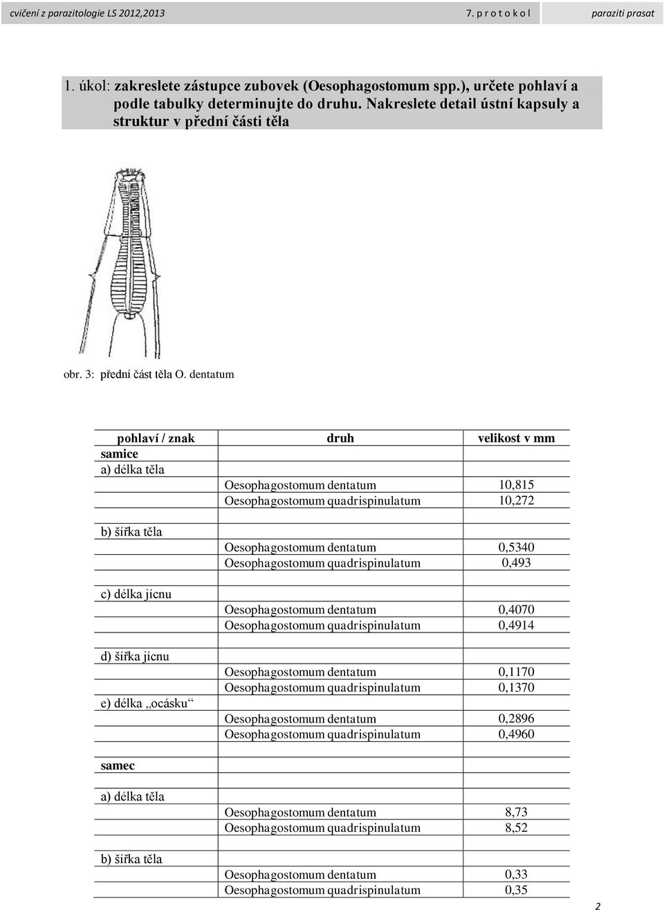 dentatum pohlaví / znak druh velikost v mm samice a) délka těla Oesophagostomum dentatum 10,815 Oesophagostomum quadrispinulatum 10,272 b) šířka těla c) délka jícnu d) šířka jícnu e) délka ocásku