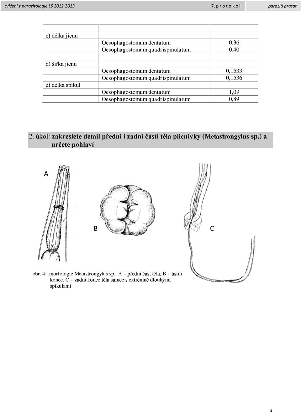 quadrispinulatum 0,89 2. úkol: zakreslete detail přední i zadní části těla plicnivky (Metastrongylus sp.