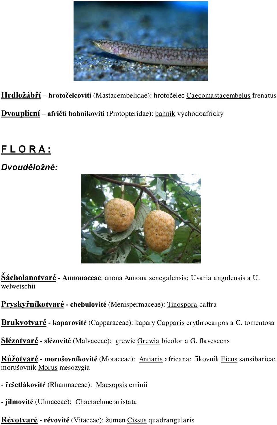 welwetschii Pryskyřníkotvaré - chebulovité (Menispermaceae): Tinospora caffra Brukvotvaré - kaparovité (Capparaceae): kapary Capparis erythrocarpos a C.