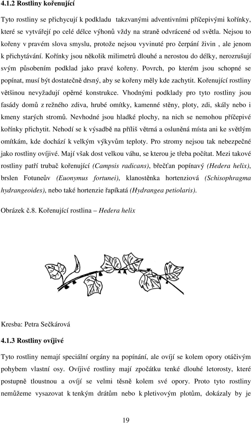 Kořínky jsou několik milimetrů dlouhé a nerostou do délky, nerozrušují svým působením podklad jako pravé kořeny.