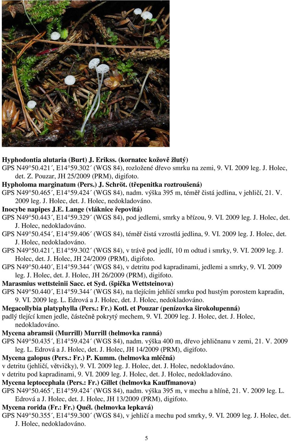 2009 leg. J. Holec, det. Inocybe napipes J.E. Lange (vláknice řepovitá) GPS N49 50.443, E14 59.329 (WGS 84), pod jedlemi, smrky a břízou, 9. VI. 2009 leg. J. Holec, det. GPS N49 50.454, E14 59.