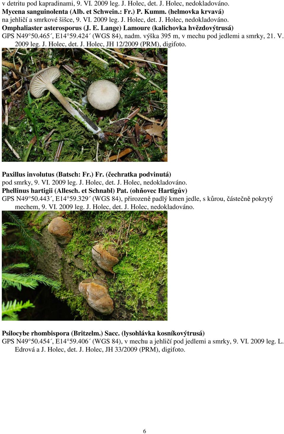 Paxillus involutus (Batsch: Fr.) Fr. (čechratka podvinutá) pod smrky, 9. VI. 2009 leg. J. Holec, det. Phellinus hartigii (Allesch. et Schnabl) Pat. (ohňovec Hartigův) GPS N49 50.443, E14 59.