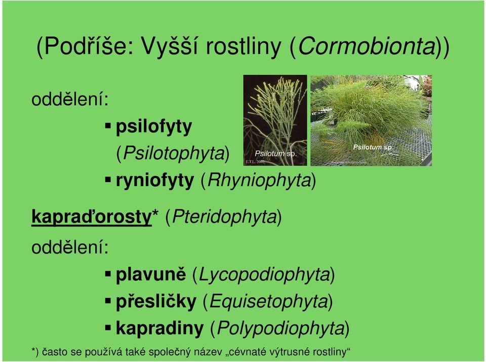 oddělení: plavuně (Lycopodiophyta) přesličky (Equisetophyta) kapradiny