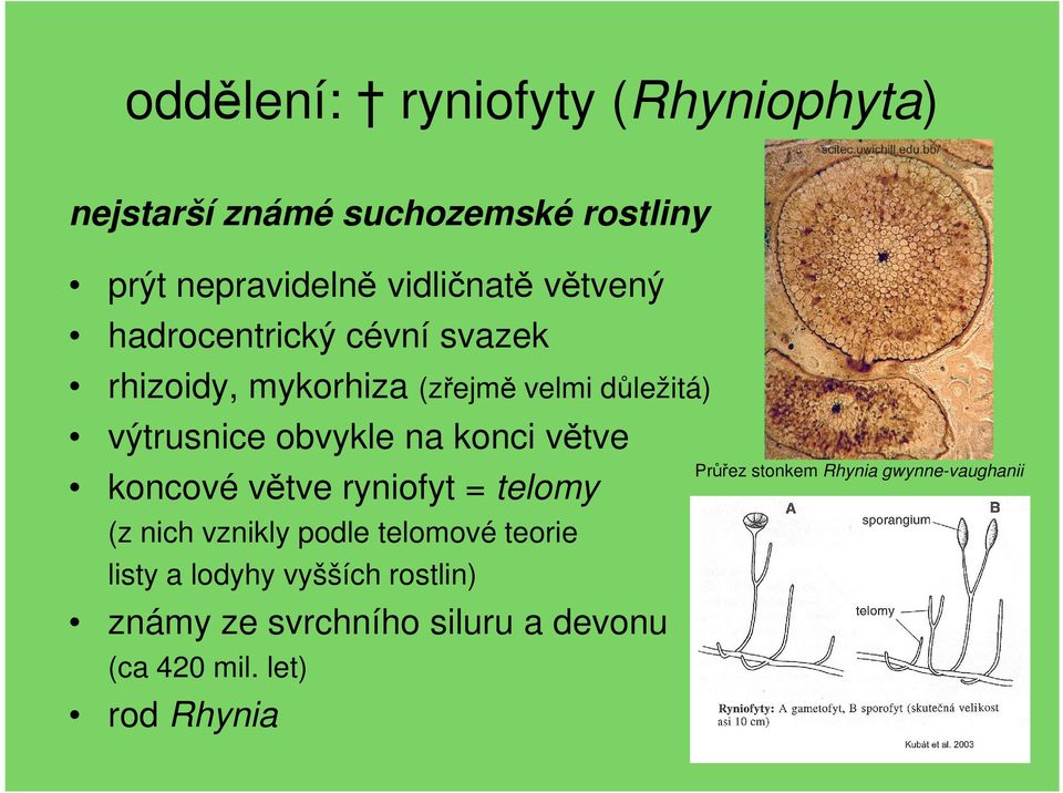 konci větve koncové větve ryniofyt = telomy (z nich vznikly podle telomové teorie listy a lodyhy vyšších