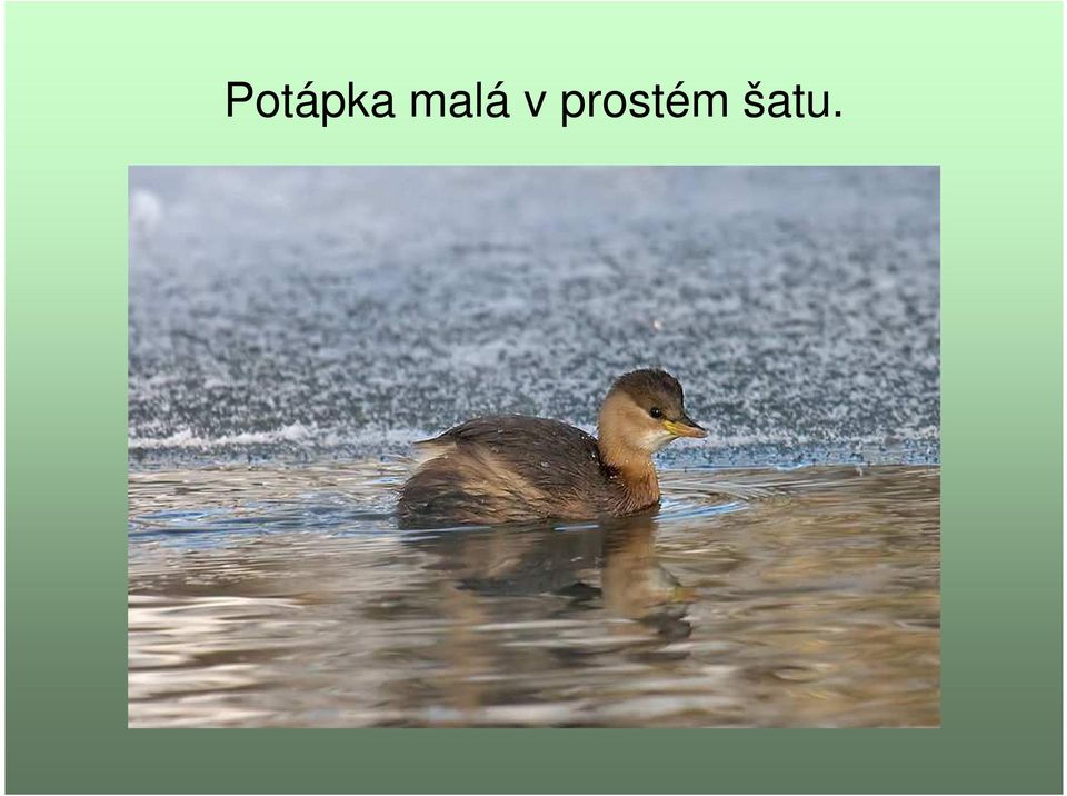 prostém