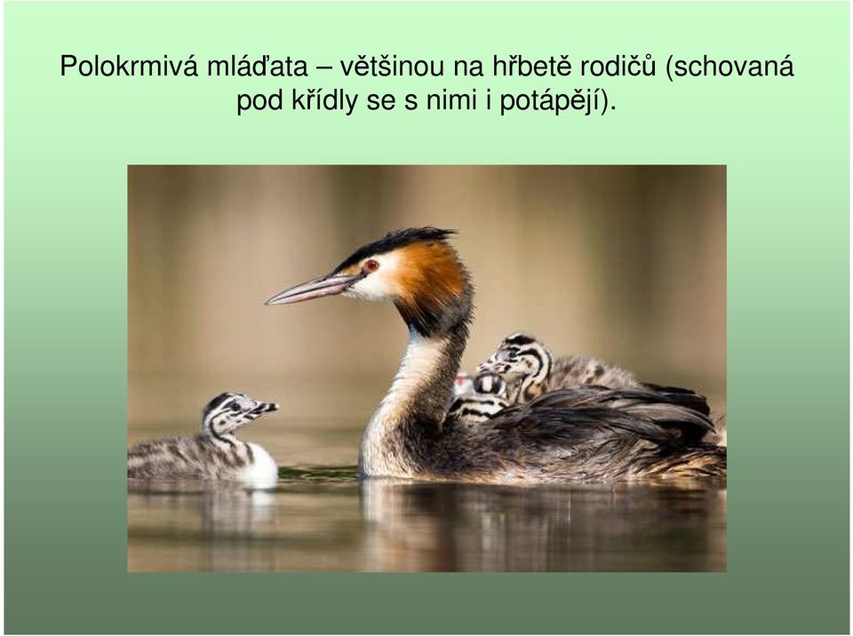 rodičů (schovaná pod