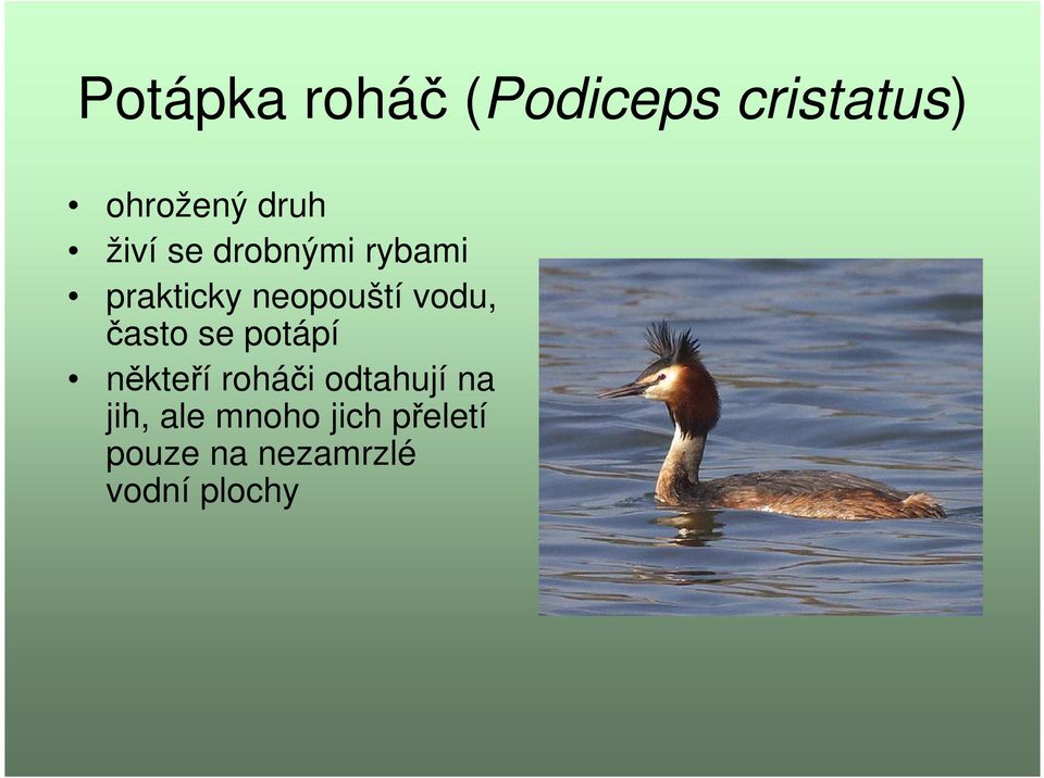 často se potápí někteří roháči odtahují na jih,