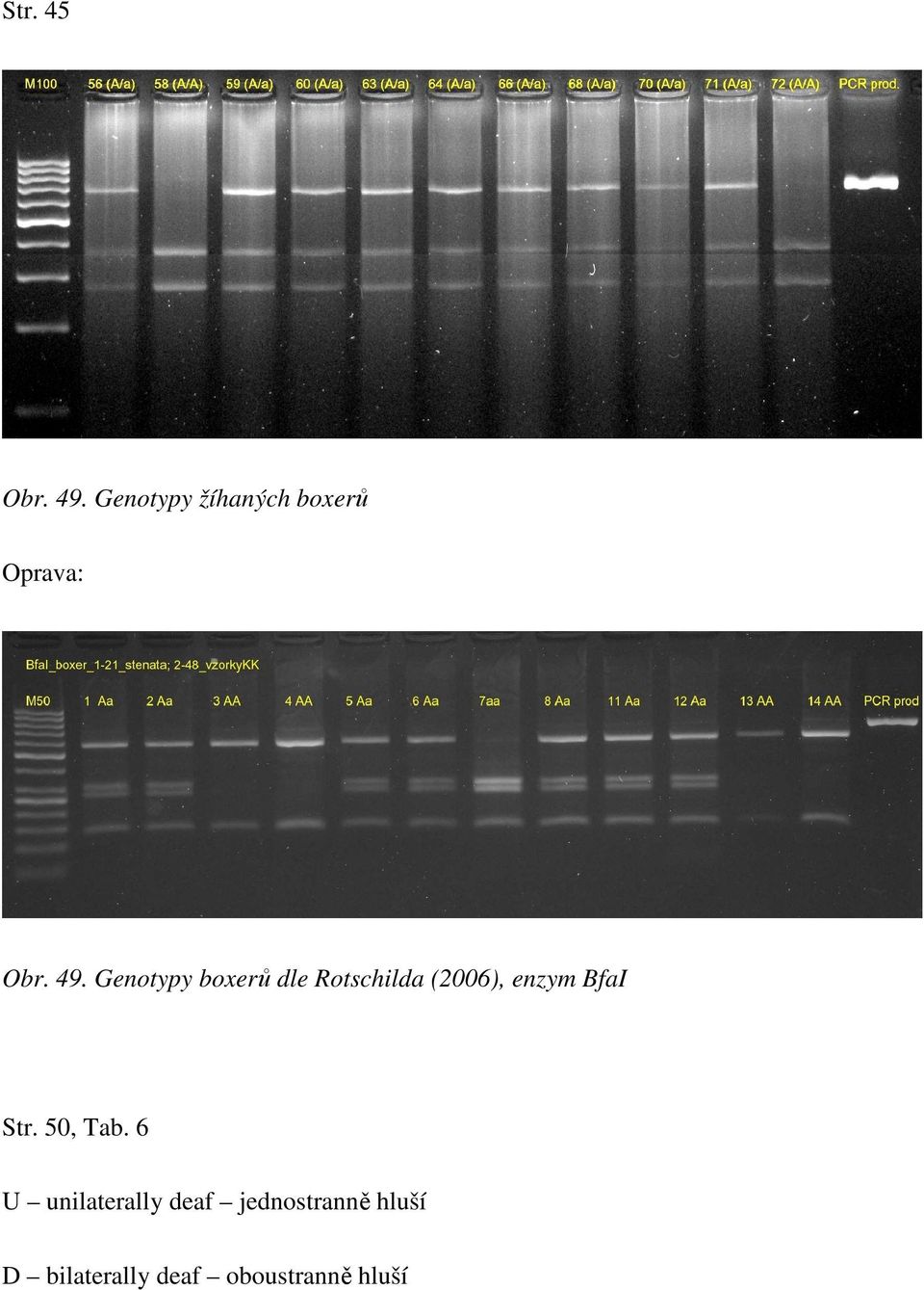 Genotypy boxerů dle Rotschilda (2006), enzym BfaI