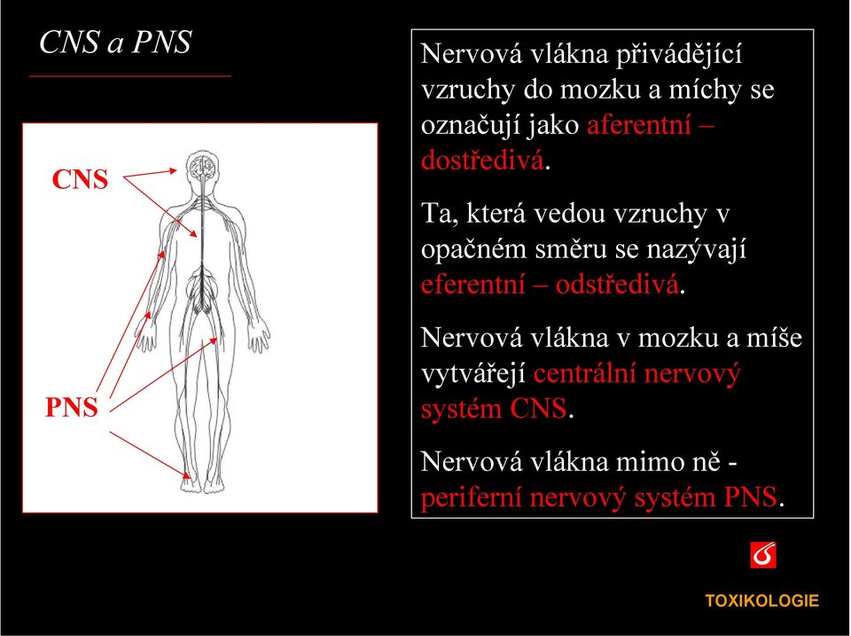 Ta, která vedou vzruchy v opačném směru se nazývají eferentní odstředivá.