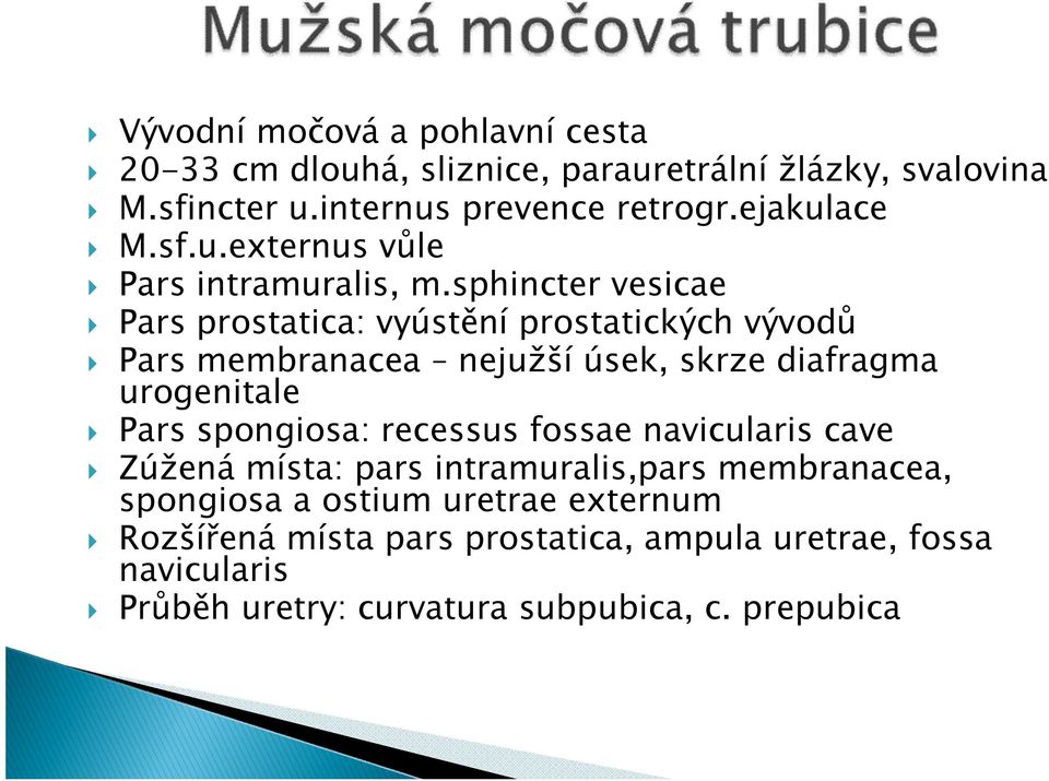 sphincter vesicae Pars prostatica: vyústění prostatických vývodů Pars membranacea nejužší úsek, skrze diafragma urogenitale Pars