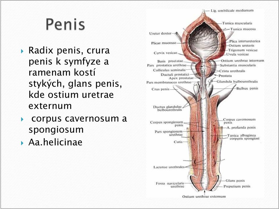 penis, kde ostium uretrae externum