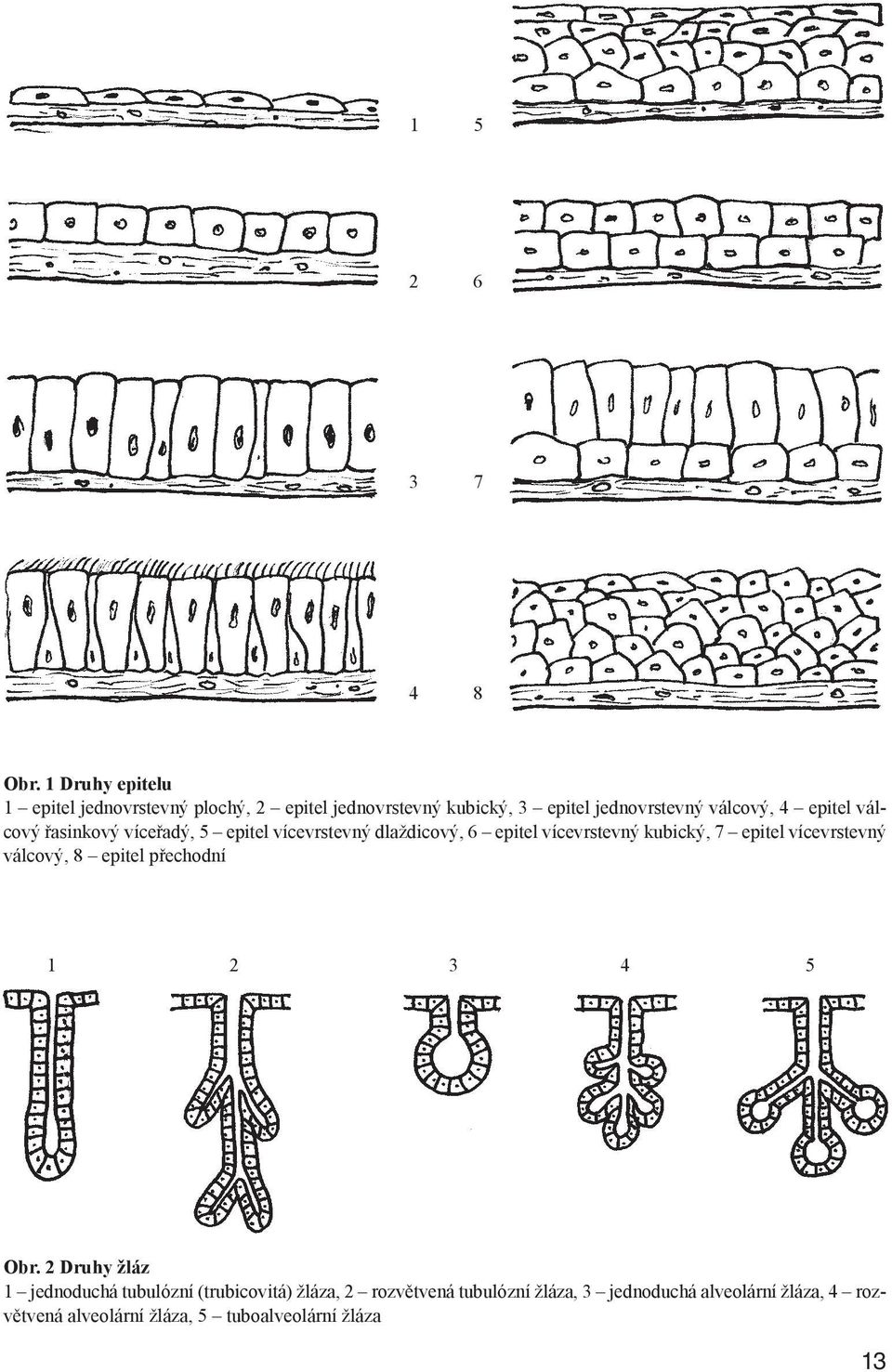 epitel válcový řasinkový víceřadý, 5 epitel vícevrstevný dlaždicový, 6 epitel vícevrstevný kubický, 7 epitel