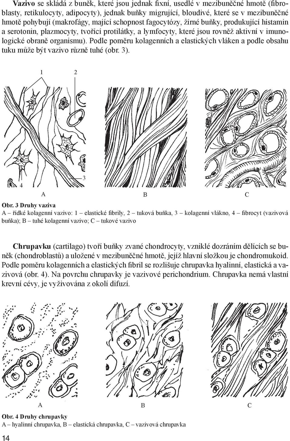 Podle poměru kolagenních a elastických vláken a podle obsahu tuku může být vazivo různě tuhé (obr. 3). 1 2 3 4 A B C Obr.