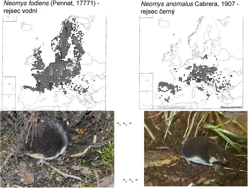 Neomys anomalus Cabrera,