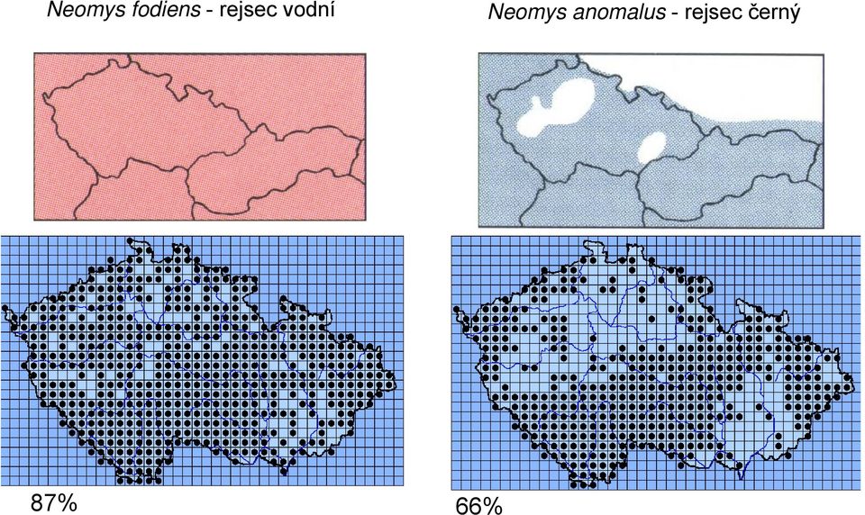 Neomys anomalus