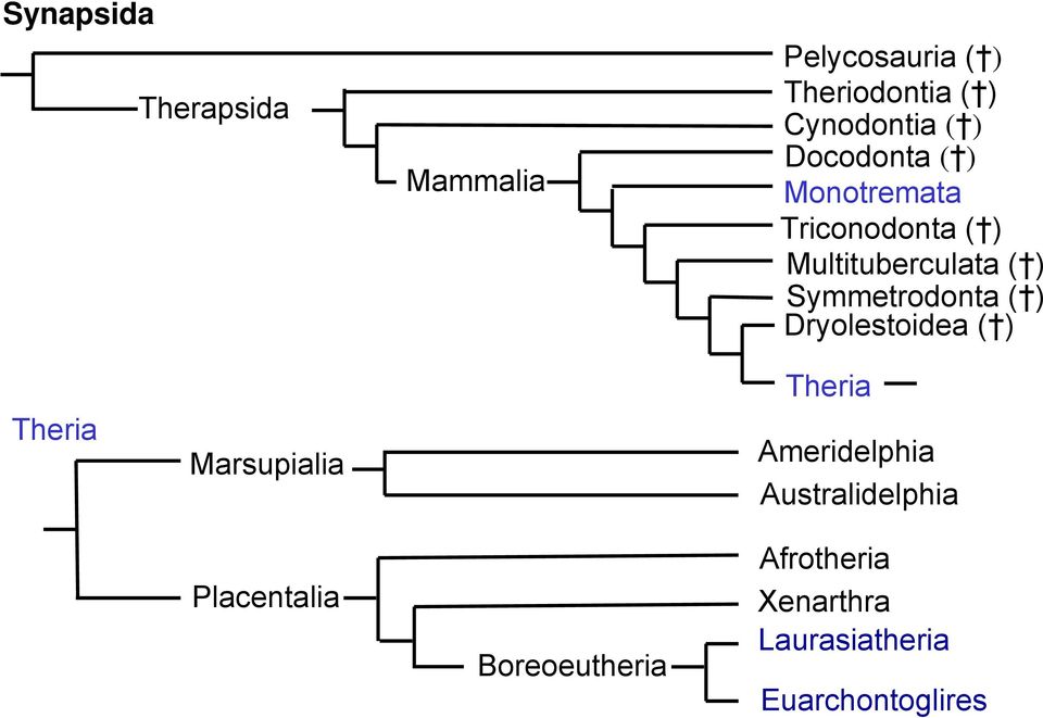 Symmetrodonta ( ) Dryolestoidea ( ) Theria Marsupialia Theria Ameridelphia