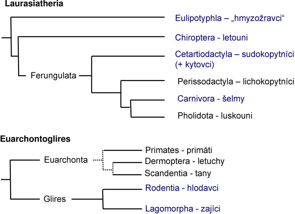 Carnivora - šelmy Pholidota - luskouni Euarchontoglires Euarchonta Glires