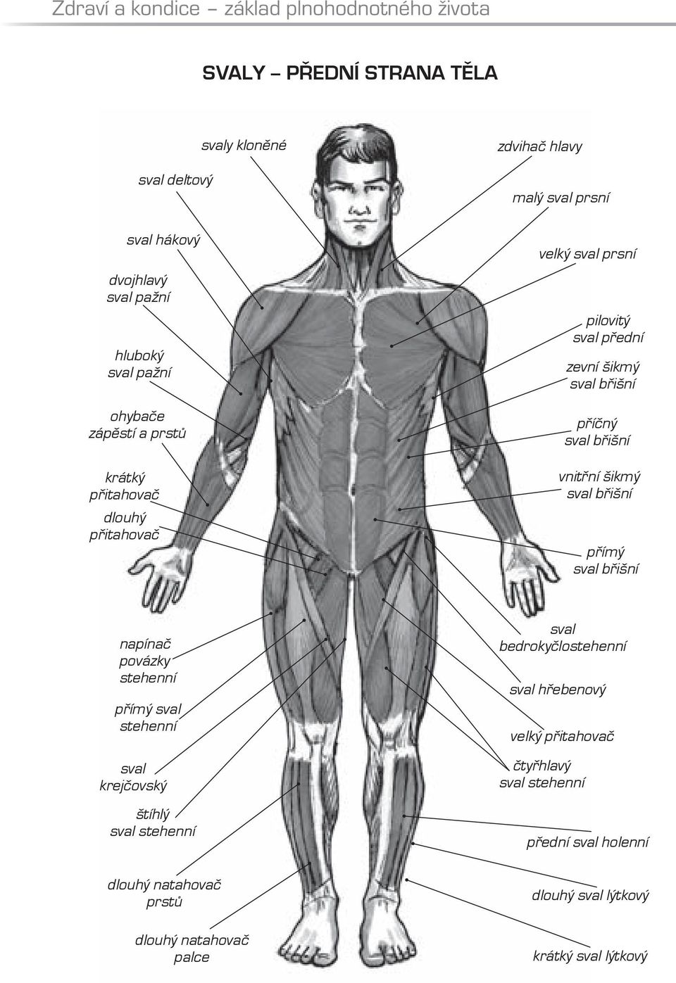 sval břišní vnitřní šikmý sval břišní přímý sval břišní napínač povázky stehenní přímý sval stehenní sval krejčovský štíhlý sval stehenní sval